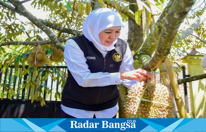 Gubernur Jawa Timur terpilih, Khofifah Indar Parawansa saat memetik buah durian (hms)