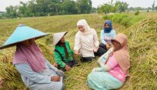 Calon Gubernur Jawa Timur terpilih, Khofifah Indar Parawansa, menghadiri acara Panen Raya Padi Sehat Alami Setara Organik di Desa Krajan (hms)