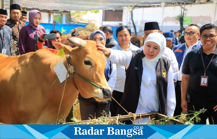 Khofifah Indar Parawansa saat mengunjungi peternak hewan (hms)