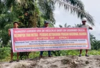 Dukung program ketahanan pangan nasional koptan MP  -  KPNA melalui sistem tumpang sari manfaatkan lahan eks HGU PT. BSP. ( foto/Hafidz )