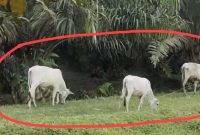 Lahan Sawit di PTPN III Kebun Sei Dadap  (IST)