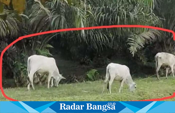 Lahan Sawit di PTPN III Kebun Sei Dadap  (IST)