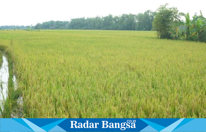 Tanpak terlihat tanaman padi siap dipanen (ist)