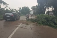 Petugas Polsek Babat mengevakuasi pohon tumbang yang menutup Jalan Raya Babat–Widang (ist)