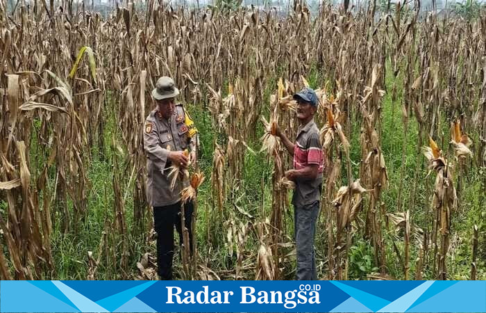 Kapolsek Tikung AKP Anang Purwo Widodo bersama anggota Polsek melakukan patroli di perkebunan jagung milik warga Dusun Tikung, Desa Bakalanpule, Lamongan (Dok foto Istimewa)