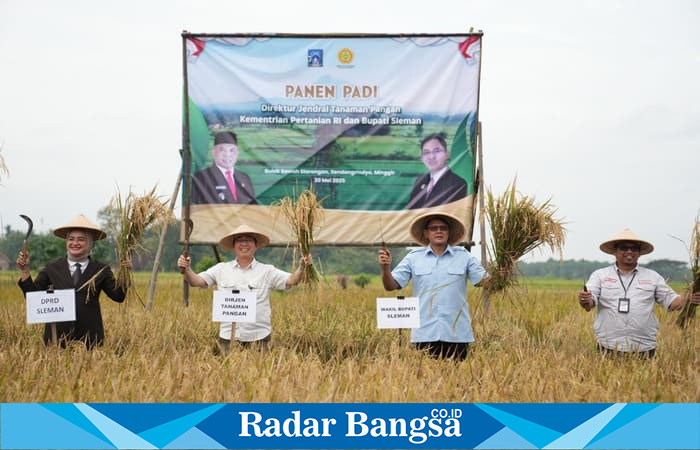Wakil Bupati Sleman dan Dirjen Tanaman Pangan RI saat panen padi di Slarongan, Sendangmulyo, Selasa (20/5/2025) (Istimewa)