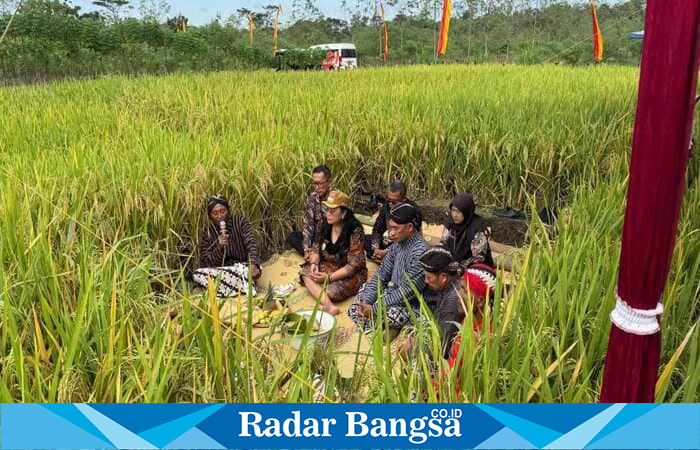 Bupati Gunungkidul Endah Subekti Kuntariningsih mengikuti prosesi tradisi Methik Pari di Kalurahan Dengok, Kapanewon Playen, Kamis (19/6/2025). | Dok Foto Ho/ RadarBangsa