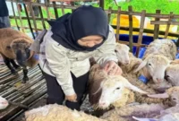 Petugas Dinas Peternakan Lamongan saat memeriksa kondisi kesehatan hewan kurban di salah satu lapak ternak. Selasa (3/6). |Dok.Fot.  HO/RadarBangsa