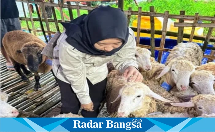 Petugas Dinas Peternakan Lamongan saat memeriksa kondisi kesehatan hewan kurban di salah satu lapak ternak. Selasa (3/6). |Dok.Fot.  HO/RadarBangsa