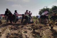 Forkopimcam Benjeng, perwakilan PLN, dan Kepala Desa Bulurejo Iwan Sofwan secara simbolis menanam rumput vetiver di bantaran Sungai Kalilamong, Desa Bulurejo, Gresik. |  Foto Dok Ho/RadarBangsa