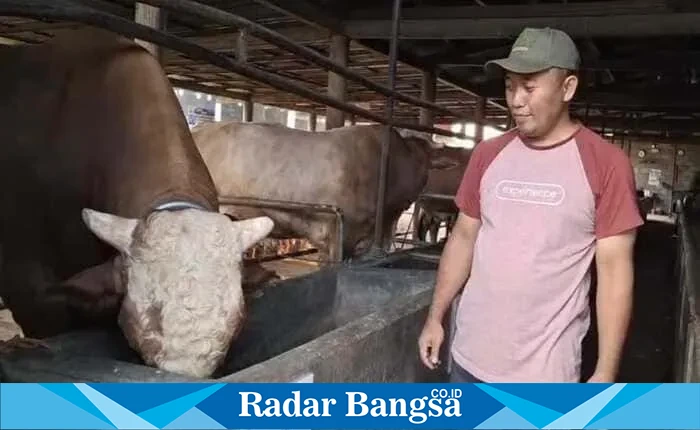 Anang pemilik sapi memperlihatkan sapinya dibeli Presiden prabowo di Kandangnya, (RadarBangsa.co.id).