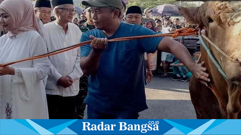 Kurban Hampir 1 Ton di Masjid Agung Kaliwungu Kendal,dari Presiden Prabowo di beli dari Anang warga Tanjungmojo Kangkung Kedal.(RadarBangsa.co.id).
