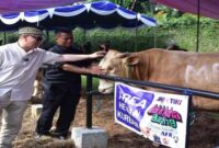 Sebelum dikurbankan, M. Feriadi Soeprapto melakukan pengecekan hewan kurban secara langsung di Yatuna.Jumat (6/6) | Dok.Humas Jne/Ho RadarBangsa 