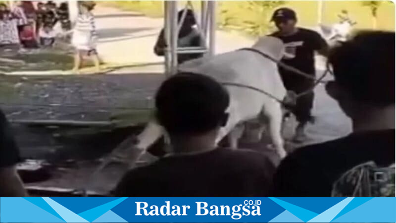 Suasana Idul Adha di Dusun Jetis, Desa Duduklor, Kecamatan Glagah, Kabupaten Lamongan, mendadak mencekam saat seekor sapi kurban mengamuk  | RadarBangsa/Ist