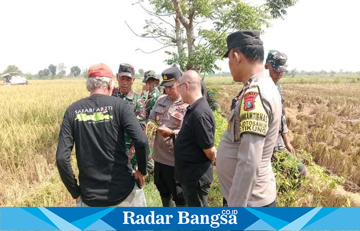 Kapolsek Tikung AKP Anang Purwo Widodo, S.H saat menghadiri panen raya padi varietas PMJ 01 bersama Dandim 0812 Lamongan dan CEO ERATANI di lahan demplot milik warga. | Foto Dok Ho/RadarBangsa