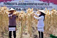 Kapolda Jawa Timur Irjen Nanang Avianto bersama Bupati Banyuwangi Ipuk Fiestiandani memetik jagung saat panen raya serentak di Lingkungan Wonosari, Kelurahan Sobo, Banyuwangi, Sabtu (27/9/2025). (Foto Dok Ho/RadarBangsa.co.id)