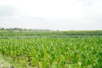 Hamparan tanaman tembakau di Lamongan yang memasuki masa panen raya meski menghadapi tantangan kemarau basah. (Dok. Kmf/RadarBangsa.co.id) 