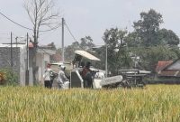 Petani di Kelurahan Bendogerit, Kota Blitar, menggunakan mesin panen untuk memanen padi zizania di lahan seluas sekitar 800 RU, Jumat (26/9/2025). (Foto Dok Ho/RadarBangsa.co.id)