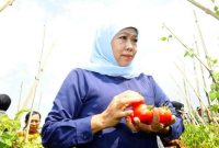 Gubernur Jawa Timur Khofifah Indar Parawansa meninjau langsung hasil panen tomat petani di Desa Kare, Kabupaten Madiun, Jumat (26/9/2025) (Foto Dok Ho/RadarBangsa.co.id)
