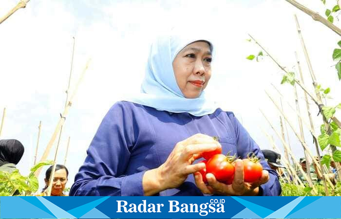 Gubernur Jawa Timur Khofifah Indar Parawansa meninjau langsung hasil panen tomat petani di Desa Kare, Kabupaten Madiun, Jumat (26/9/2025) (Foto Dok Ho/RadarBangsa.co.id)