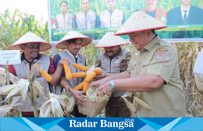 Bupati Asahan Taufik Zainal Abidin, S.Sos., M.Si., bersama kelompok Tani Merdeka Indonesia menghadiri panen raya jagung di Kecamatan Tinggi Raja, Kabupaten Asahan. (Foto/Ist)