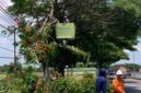 Petugas Dinas Lingkungan Hidup Kabupaten Lamongan memangkas pohon besar di tepi jalan (Foto Dok Ho/RadarBangsa.co.id)