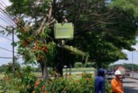 Petugas Dinas Lingkungan Hidup Kabupaten Lamongan memangkas pohon besar di tepi jalan (Foto Dok Ho/RadarBangsa.co.id)