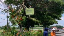 Petugas Dinas Lingkungan Hidup Kabupaten Lamongan memangkas pohon besar di tepi jalan (Foto Dok Ho/RadarBangsa.co.id)
