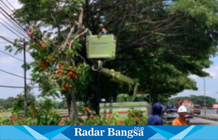 Petugas Dinas Lingkungan Hidup Kabupaten Lamongan memangkas pohon besar di tepi jalan (Foto Dok Ho/RadarBangsa.co.id)