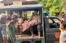Petugas Polsek Maduran bersama tim medis mengevakuasi jasad petani yang tewas diduga tersengat listrik jebakan tikus di area persawahan Desa Blumbang, Kecamatan Maduran, Lamongan, Jumat (10/10/2025). (Dok. Humas Polres Lamongan) (Foto Dok Ho/RadarBangsa.co.id)