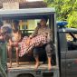 Petugas Polsek Maduran bersama tim medis mengevakuasi jasad petani yang tewas diduga tersengat listrik jebakan tikus di area persawahan Desa Blumbang, Kecamatan Maduran, Lamongan, Jumat (10/10/2025). (Dok. Humas Polres Lamongan) (Foto Dok Ho/RadarBangsa.co.id)