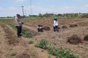 Anggota Polsek Tikung mendampingi petani Dusun Klating memanen kangkung dalam program Pekarangan Pangan Bergizi (P2B), Senin (13/10/2025). (Foto Dok Ho/RadarBangsa.co.id)