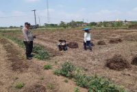 Anggota Polsek Tikung mendampingi petani Dusun Klating memanen kangkung dalam program Pekarangan Pangan Bergizi (P2B), Senin (13/10/2025). (Foto Dok Ho/RadarBangsa.co.id)