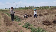 Anggota Polsek Tikung mendampingi petani Dusun Klating memanen kangkung dalam program Pekarangan Pangan Bergizi (P2B), Senin (13/10/2025). (Foto Dok Ho/RadarBangsa.co.id)