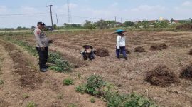 Anggota Polsek Tikung mendampingi petani Dusun Klating memanen kangkung dalam program Pekarangan Pangan Bergizi (P2B), Senin (13/10/2025). (Foto Dok Ho/RadarBangsa.co.id)