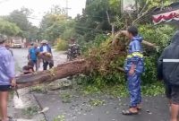 Petugas gabungan bersama warga mengevakuasi pohon tumbang yang menutup akses jalan utama di Kecamatan Ngimbang, Lamongan, setelah hujan deras disertai angin kencang melanda wilayah tersebut pada Selasa (7/10/2025) sore. (Foto Dok Ho/RadarBangsa.co.id)