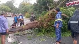 Petugas gabungan bersama warga mengevakuasi pohon tumbang yang menutup akses jalan utama di Kecamatan Ngimbang, Lamongan, setelah hujan deras disertai angin kencang melanda wilayah tersebut pada Selasa (7/10/2025) sore. (Foto Dok Ho/RadarBangsa.co.id)