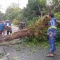 Petugas gabungan bersama warga mengevakuasi pohon tumbang yang menutup akses jalan utama di Kecamatan Ngimbang, Lamongan, setelah hujan deras disertai angin kencang melanda wilayah tersebut pada Selasa (7/10/2025) sore. (Foto Dok Ho/RadarBangsa.co.id)