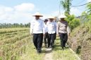 Wakil Bupati Banyuwangi Mujono memanen padi pada lahan demplot Program Agrosolution di Desa Jambewangi, Kecamatan Sempu, Kamis (23/10/2025). (Foto Dok Ho/RadarBangsa.co.id)