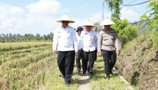 Wakil Bupati Banyuwangi Mujono memanen padi pada lahan demplot Program Agrosolution di Desa Jambewangi, Kecamatan Sempu, Kamis (23/10/2025). (Foto Dok Ho/RadarBangsa.co.id)