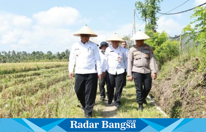 Wakil Bupati Banyuwangi Mujono memanen padi pada lahan demplot Program Agrosolution di Desa Jambewangi, Kecamatan Sempu, Kamis (23/10/2025). (Foto Dok Ho/RadarBangsa.co.id)