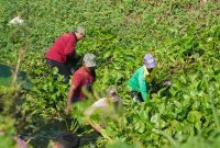 Sejumlah warga bergotong royong membersihkan eceng gondok di aliran Sungai Bengawan Jero, Kabupaten Lamongan (Foto Dok Ho/RadarBangsa.co.id)