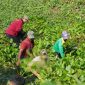 Sejumlah warga bergotong royong membersihkan eceng gondok di aliran Sungai Bengawan Jero, Kabupaten Lamongan (Foto Dok Ho/RadarBangsa.co.id)