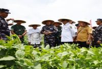Petani Banyuwangi bersama TNI AL memanen kedelai varietas Garuda Merah Putih di Desa Kalipait, Tegaldlimo. Varietas ini diklaim lebih produktif dan cepat panen. (Foto Dok Ho/RadarBangsa.co.id)