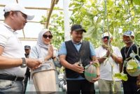 Bupati Pasuruan Rusdi Sutejo saat memanen melon hidroponik di greenhouse BUMDes Sari Mandiri, Desa Nogosari, Pandaan. (Foto Dok Ho/RadarBangsa.co.id)