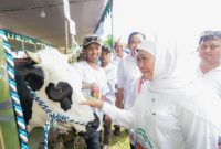 Gubernur Jawa Timur Khofifah Indar Parawansa meninjau ternak sapi dalam kegiatan Gerakan Serentak Pelayanan Inseminasi Buatan 2025 di Jember. (Foto Dok Ho/RadarBangsa.co.id) 