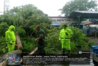 Petugas Polsek Babat melakukan pemotongan dan pembersihan pohon tumbang di area Pasar Agrobis Babat, Lamongan. Foto Dok Ho/RadarBangsa.co.id