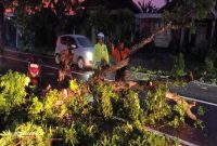 Petugas kepolisian bersama instansi terkait mengevakuasi pohon tumbang di Jalan Raya Mantup, Desa Puter, Kecamatan Kembangbahu, Lamongan. Foto Dok Ho/RadarBangsa.co.id