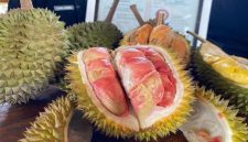 Durian Merah Banyuwangi yang telah ditetapkan sebagai produk Indikasi Geografis, Rabu (21/1/2026). (Foto Dok Ho/Nul-RadarBangsa.co.id)