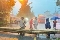 Petugas mengevakuasi pohon tumbang yang menutup Jalan Raya Babat, Lamongan. (Foto Dok Ho/RadarBangsa.co.id)